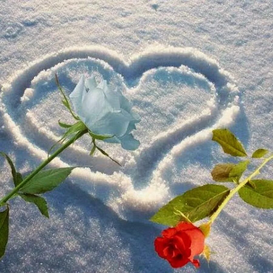 Зима на сердце на душе оригинал. Зимние цветы. Цветы в снегу. Розы на снегу. Красивые розы на снегу.