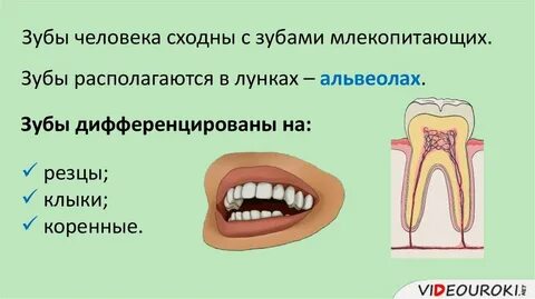 У бобра самые крупные зубы это клыки