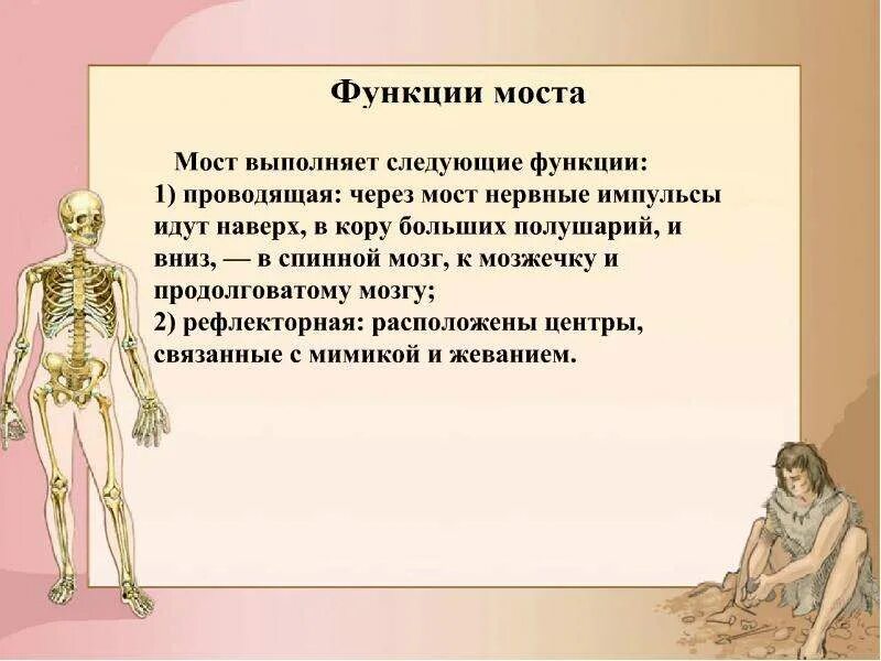 Именно эту функцию выполняют
