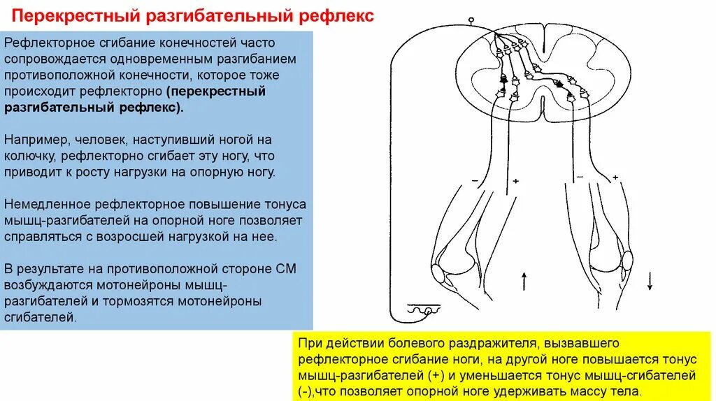 Болевой защитный рефлекс рефлекторная дуга. Перекрестный разгибательный рефлекс. Дуга сгибательного рефлекса. Рефлекс сгибания схема.