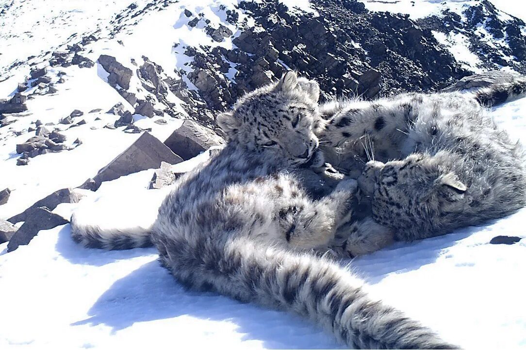 убсунурская котловина снежный барс. ирбис живет. снежный барс ирбис. памирская ирбис. снежный барс на памире.
