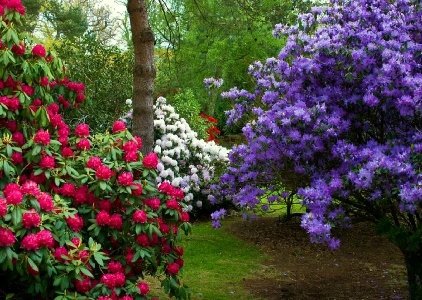 Фото красивых цветущих кустарников. Рододендрон садовый дерево. Рододендрон спирея. Кустарники для сада рододендрона. Рододендрон аллея.