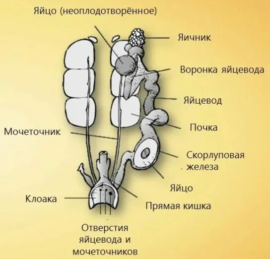 Половая система птиц. Органы размножения птиц. Половая система самок птиц. Строение яйцевода. Особенности строения органов размножения птицы