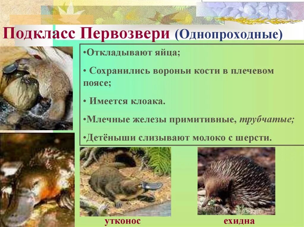 Почему яйцекладущие и сумчатые сохранились в основном. Отряд первозвери представители. первозвери яйцекладущие представители. млекопитающие подкласс первозвери. подкласс первозвери яйцекладущие.