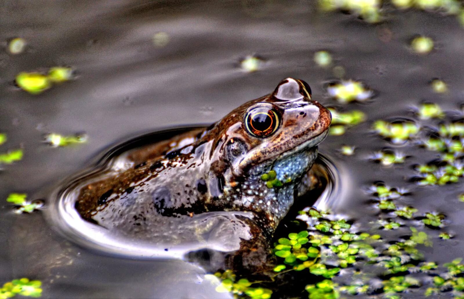 Животные живущие без воды. Животные в воде. Водяные животные. Амфибии Англии. Капли воды и животные.