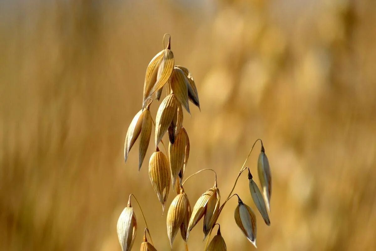 Ауреа овес. Овес яровой скакун. Трава овсюг. Овес посевной (avena sativa). Овес описание растения.