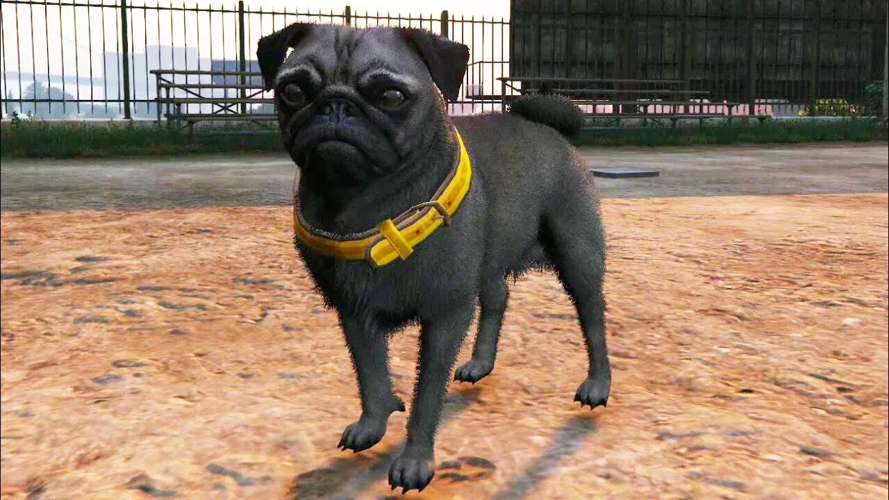 Dogs 6 игра. Собака из гта 5. Grand theft auto 5 чоп. Ротвейлер чоп в гта 5. Gta 5 собака чоп.