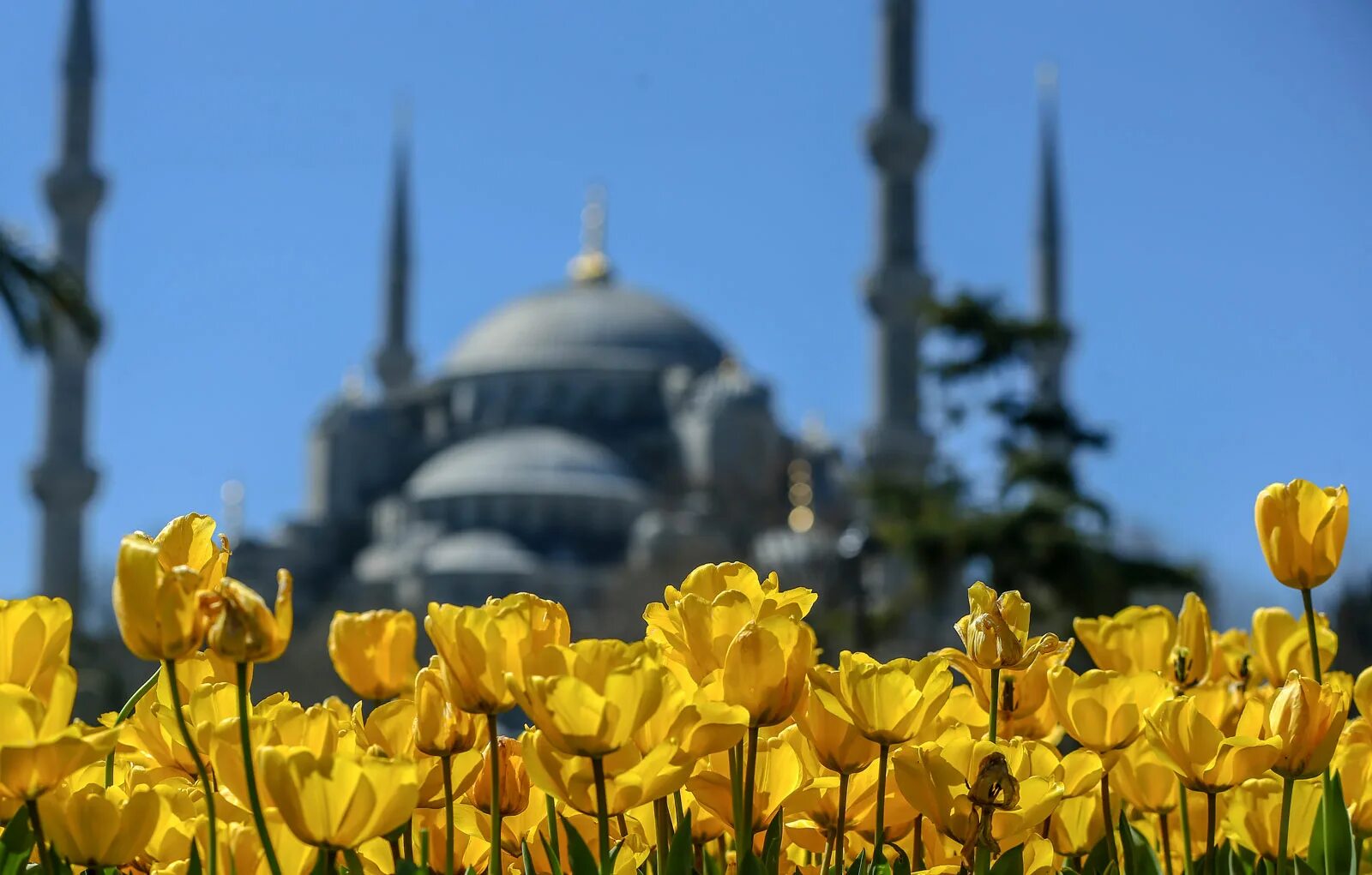 Султанахмет Стамбул тюльпаны. Голубая мечеть в Стамбуле тюльпаны. Тюльпаны в Турции Османская Империя. Стамбул весной