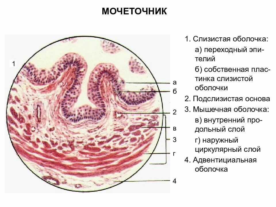 Эпителий мочевого пузыря гистология. Мочеточник гистологический препарат. Подслизистая оболочка гистология. Строение мочеточника гистология.