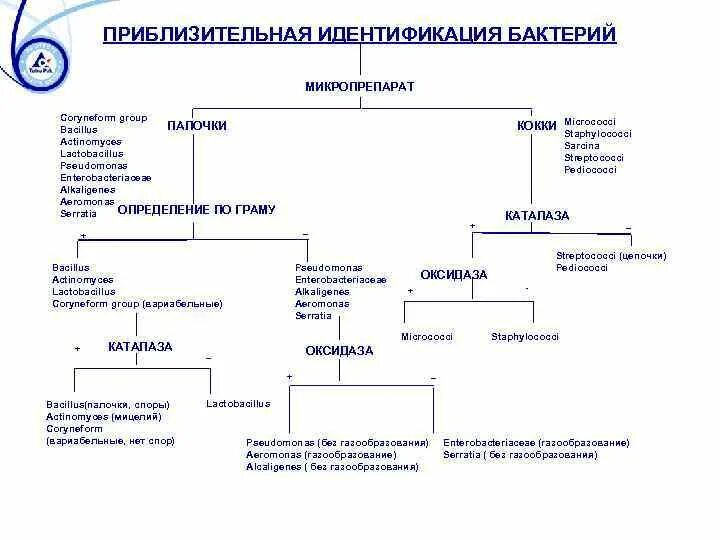 Свойства идентификации бактерий. Методы идентификации микроорганизмов таблица. Схема идентификации микроорганизмов. Идентификация бактерий таблица. Методы идентификации бактерий микробиология.