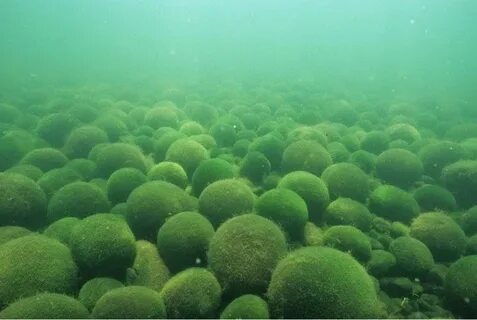 Круглая зеленая водоросль