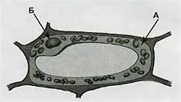 растительная клетка впр 6 класс. строение растительной клетки 6 класс биология пасечник. микрофотография среза стебля. биология 6 класс структура клетки растений. структура клетки 6 класс биология.