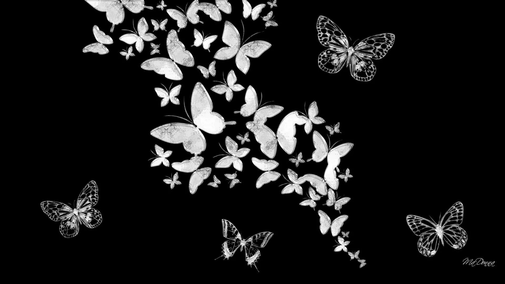 Изображения на черном фоне. Бабочки на черном фоне. Бабочка черно белая. Бабочка на темном фоне. Черные бабочки на белом фоне.