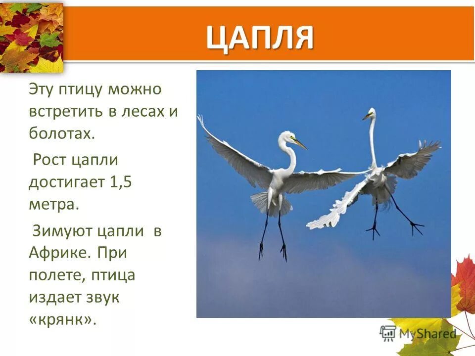 Цапля в городе. Животные пресных водоемов цапля. Серая цапля описание. Цапля класс. Цапля сообщение 4 класс окружающий мир.