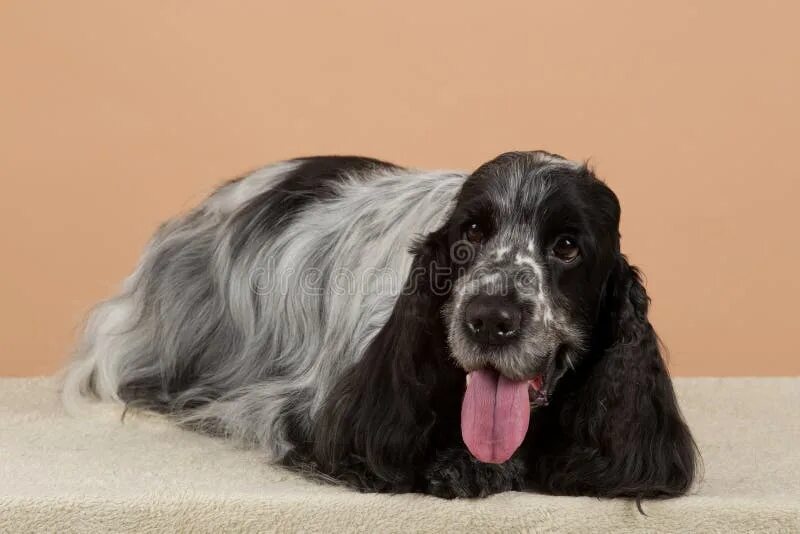 Спаниель линяет или нет. Испанская порода собак муму. working cocker spaniel. собачка испанской породы как муму. английский кокер спаниель как мыть.