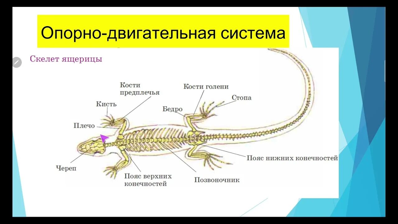 Опорная система рептилий. Скелет рептилий схема. Строение скелета ящерицы. Строение скелета рептилий. Опорно двигательная система пресмыкающихся.