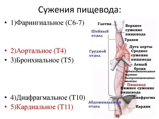 Пищевода выживаемость. Перечислите анатомические сужения пищевода. Физиологичные сужения пищевода. 2 Физиологических сужения пищевода. Физиологические сужения пищевода анатомия.