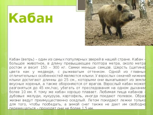 Пересказ рассказа кабан. Доклад про Кабанов 4 класс. Кабан описание. Доклад про кабана. Краткий доклад о кабане.