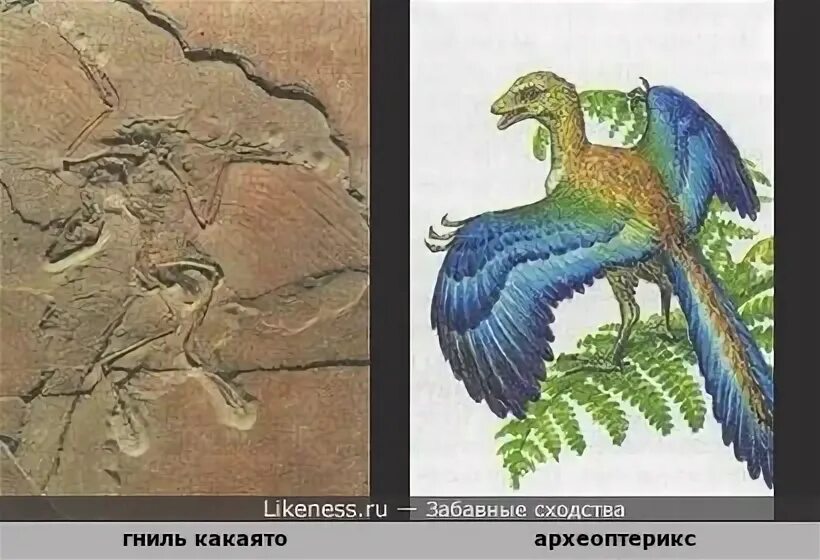 Известно что археоптерикс вымершее позвоночное животное