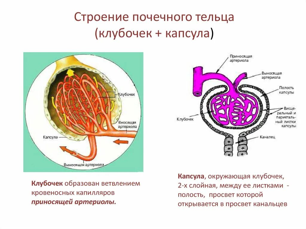 Тельце Шумлянского-Боумена. Клубочек нефрона рисунок. Схема строения клубочка почки. Схема строения почечного тельца. Выносящая артериола почки