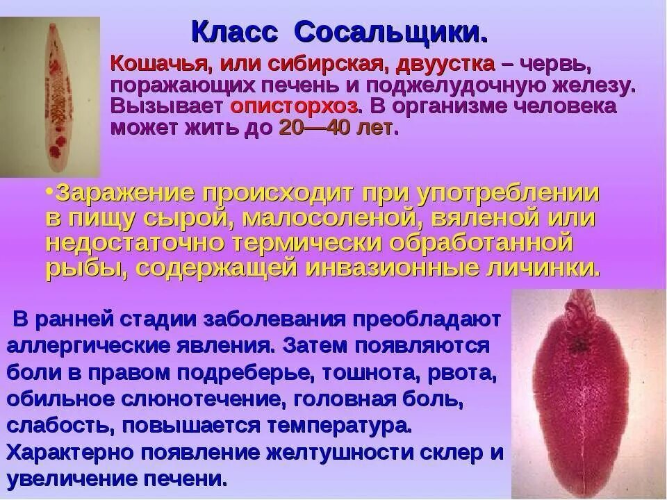 Каким способом размножается кошачья двуустка. Кошачий (сибирский) сосальщик (opisthorchis felineus). сосальщики сибирская двуустка. плоские черви (класс трематод);. черви-сосальщики – трематоды..
