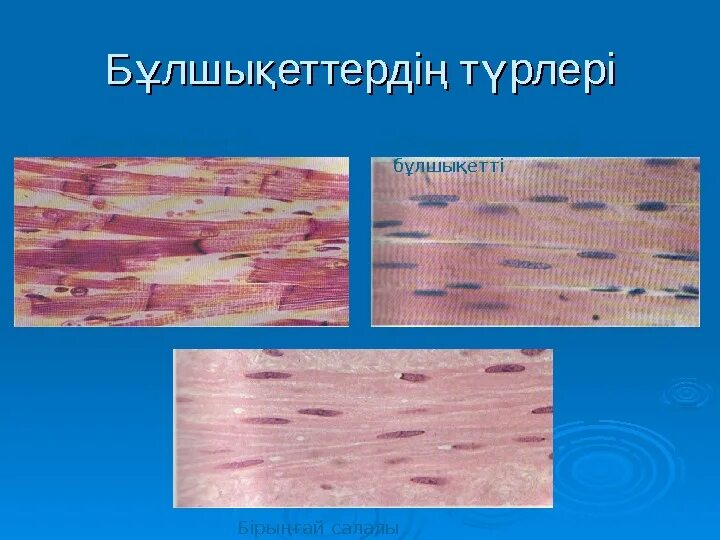 Бұлшық ет ұлпаларының жіңішке филаменті. Строение мышцы без подписей. Неклеточная структура: миосимпласт. Мышцы у рыбы гистология. Бұлшық ет ұлпаларының жіңішке филаменті.