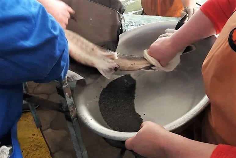 Самка осетра. Осетровые рыбы икра. Через сколько лет осетр дает икру. Черная икра рыба стерлядь. Через сколько лет осетр дает икру.