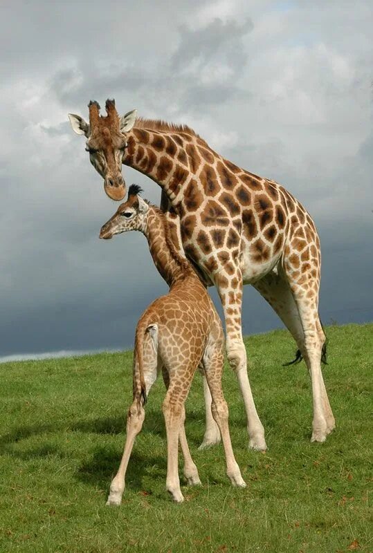Animal mums. Жираф. Стадо Жирафов. Жираф с детенышем. Жираф семья.