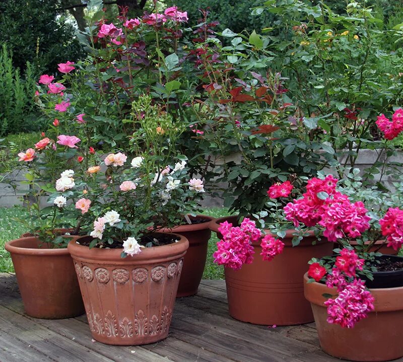 розы в горшке на улице. роальд даль roald dahl роза. розы в горшке на подоконнике. роза патио комнатная. розы патио розарий.