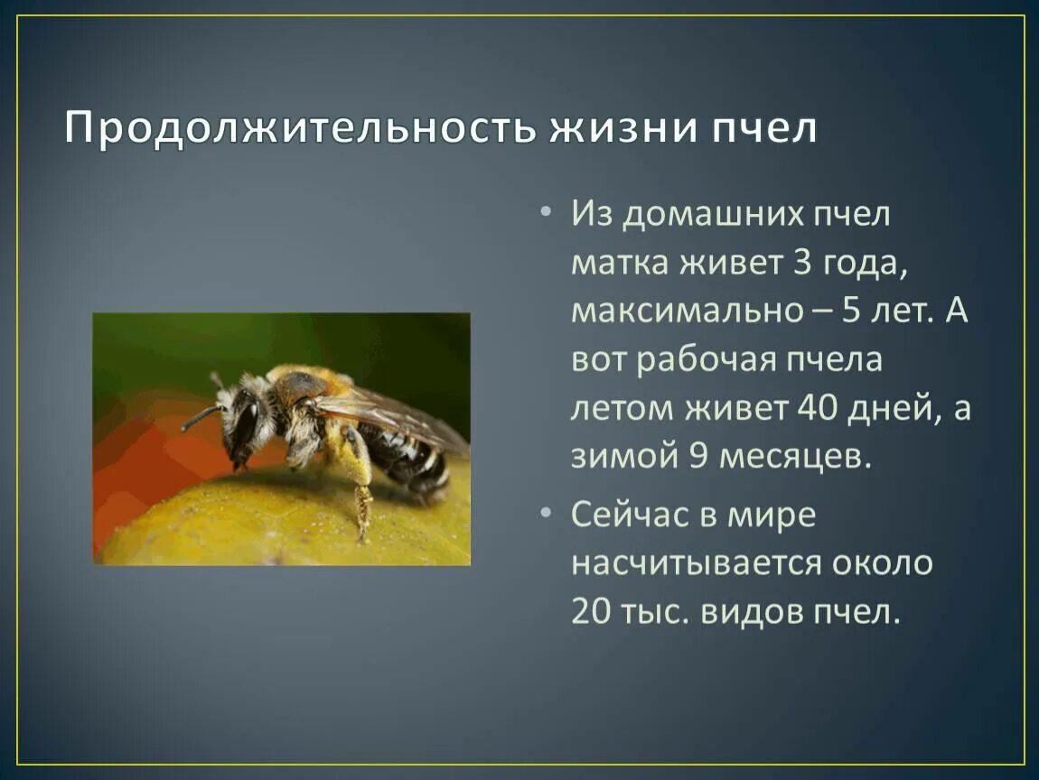 Сколько живет ос. Продолжителлность жизни пчёл. Продолжительность жизни пчелы. Продолжительность жизни рабочей пчелы. Сколько живут пчелы рабочие.