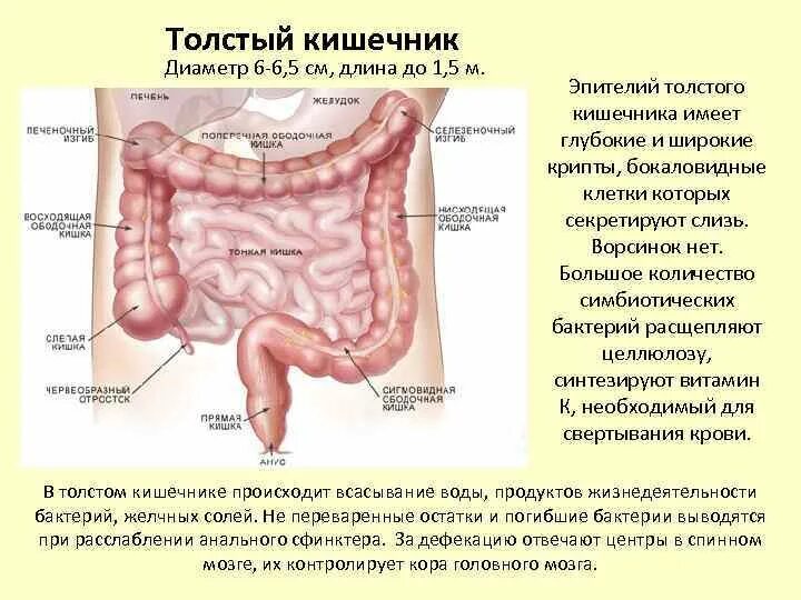 Толстая кишка анатомия долихосигма. Ободочная толстая кишка анатомия. Толстый кишечник диаметр. Строение и функции толстой кишки у человека. Прямая толстая и тонкая кишка