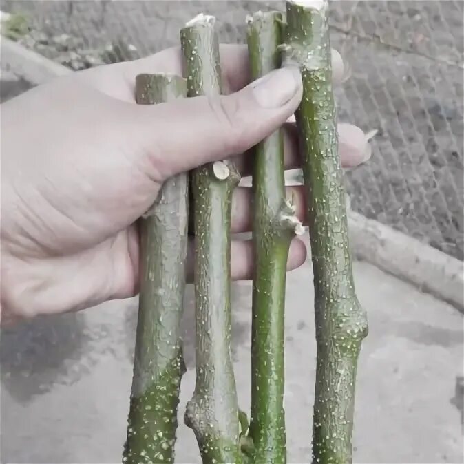 Как размножить акацию