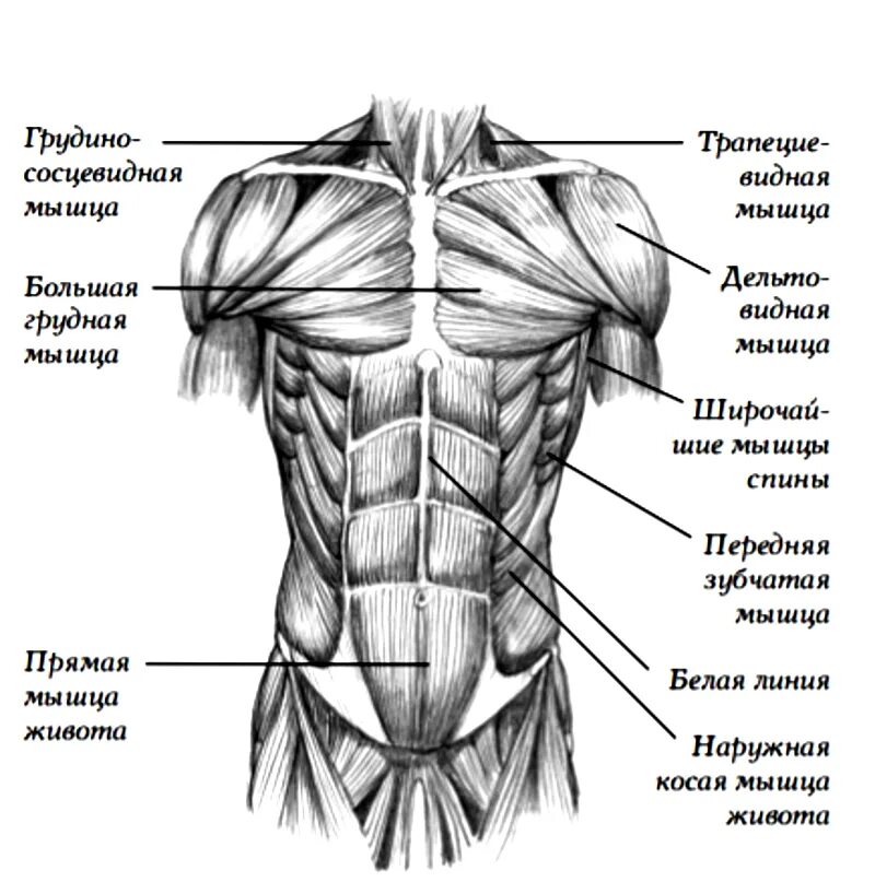 Передняя часть человека. Схема мышц спереди. Мышцы туловища спереди название мышц.