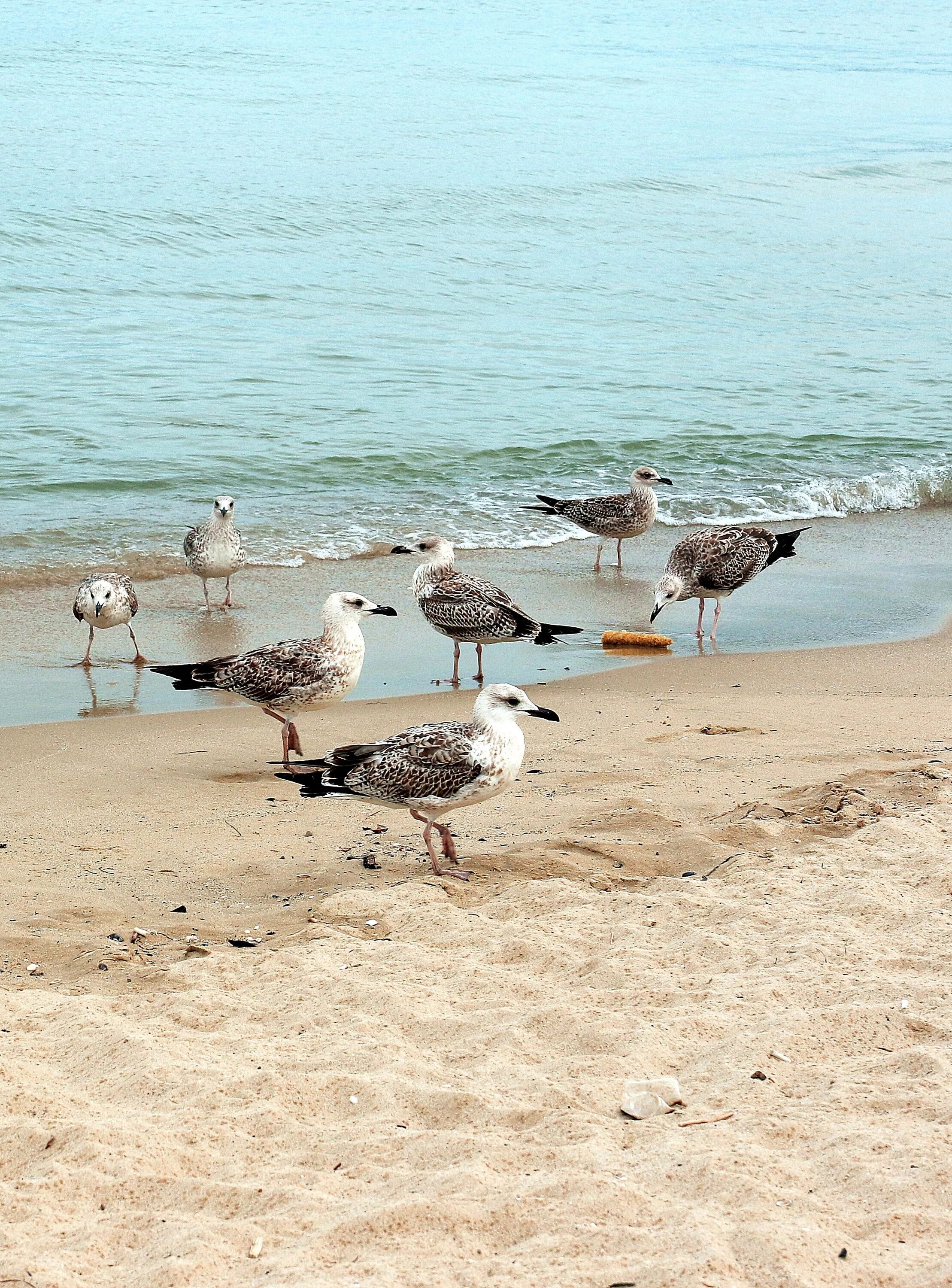 Птицы живущие на берегу. Чайка Анапа птица. Береговые птицы. Птицы побережий. Чайки на пляже.