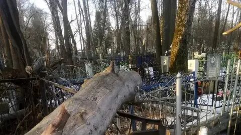 Спилить дерево на кладбище