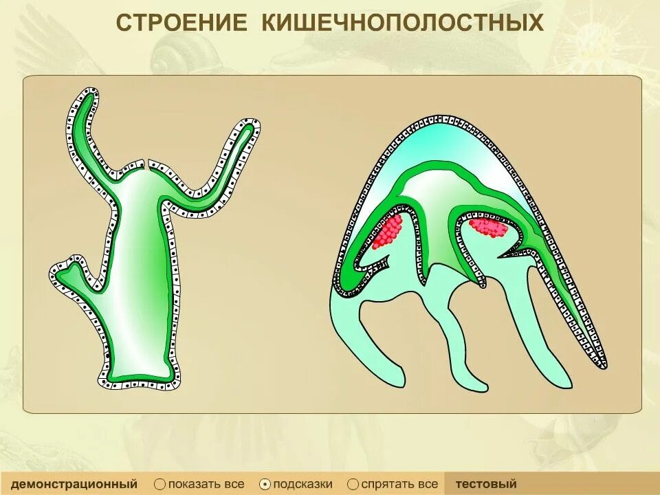 Тип кишечнополостные строение тела. Строение кишечнополостных 7 класс. кишечнополостные строение строение. строение кишечнополостных червей 7 класс. строение медузы биология 7 класс.