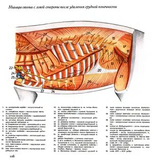 Мышцы грудной полости