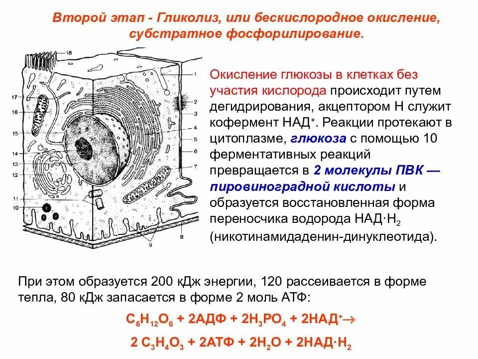 В каких клетках осуществляется дыхание. Гликолиз окисление Глюкозы в клетках. Бескислоподное окисления Глюкозы.