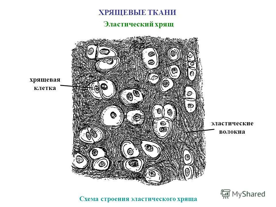 Хрящевая ткань животного. Соединительная ткань хрящ рисунок. Клетки хрящевой соединительной ткани рисунок. Хрящевая соединительная ткань строение. Хрящевая соединительная ткань рисунок.