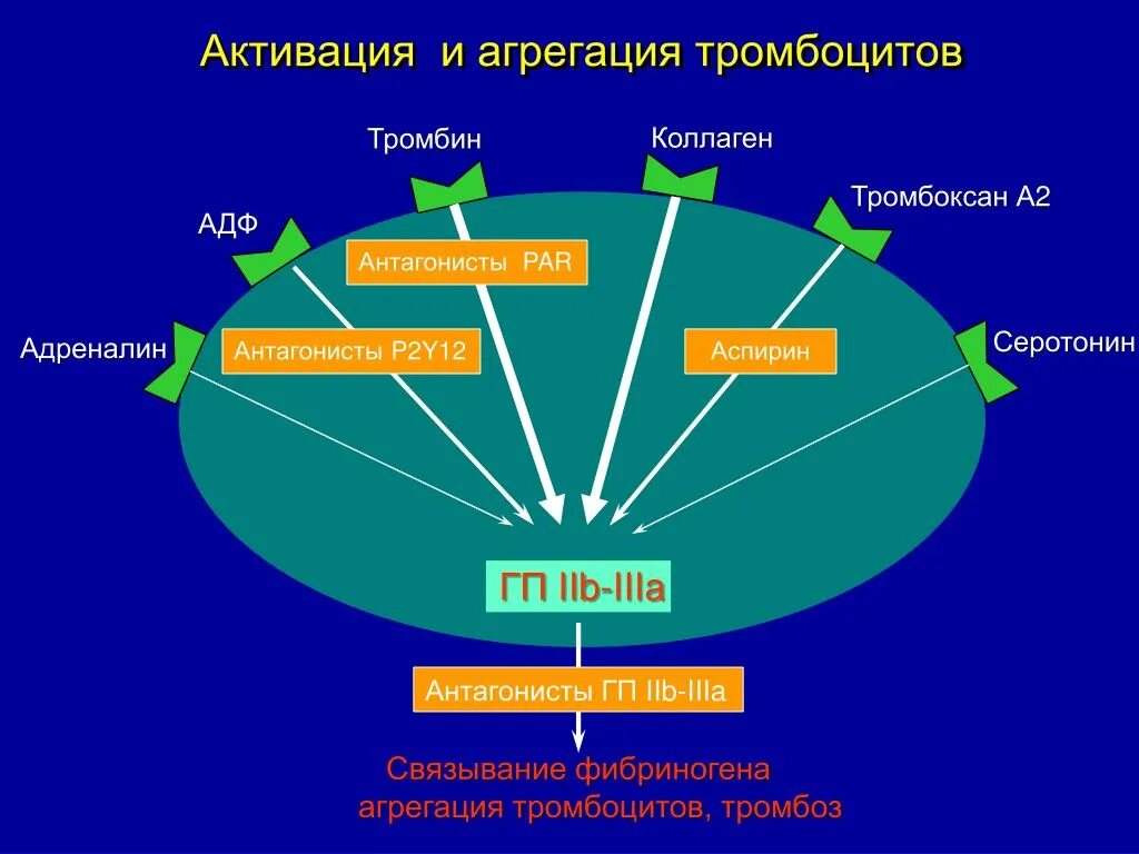 Коллаген агрегация. Агрегация с АДФ. Активация и агрегация тромбоцитов это. Агрегационная способность тромбоцитов. Агрегация тромбоцитов с АДФ.