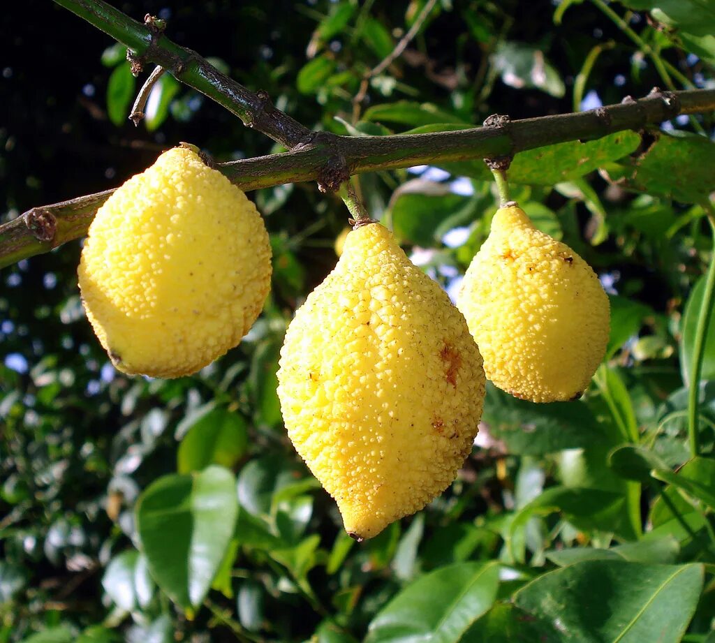 Garcinia madruno. Лимон Фрутто Пикколо. Египетская груша. Желтый экзотический фрукт.