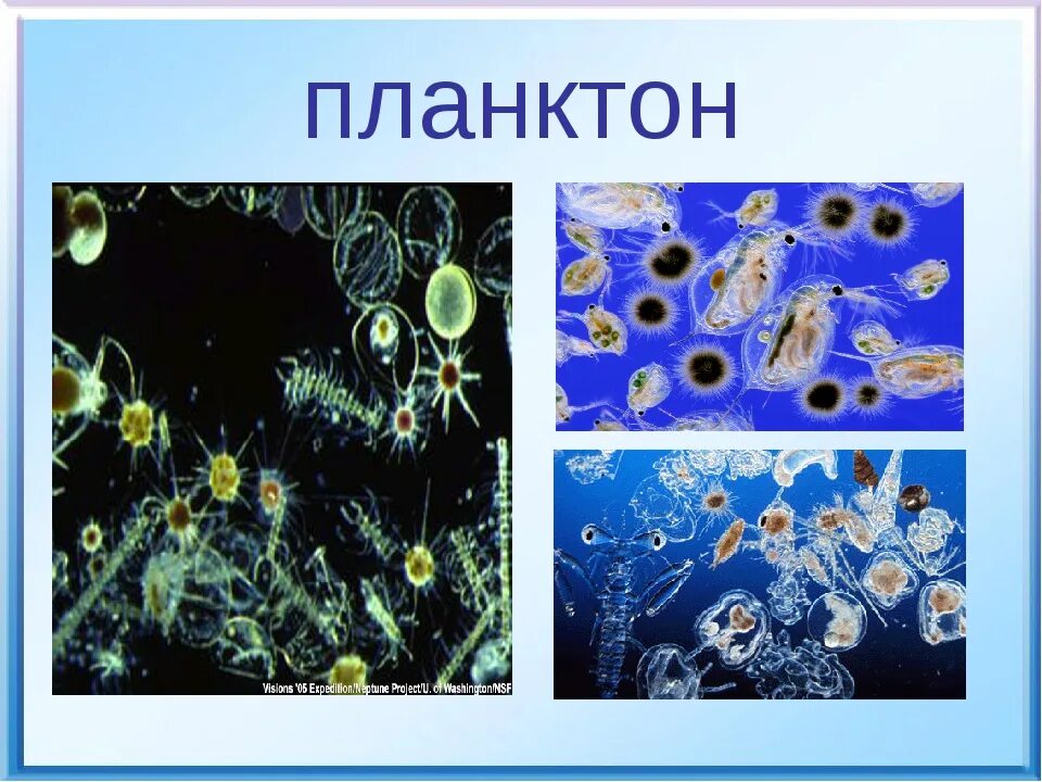 Планктон водоросли. Планктонные водоросли фитопланктон. Одноклеточный фитопланктон. Одноклеточный планктон. Фитопланктон представители.