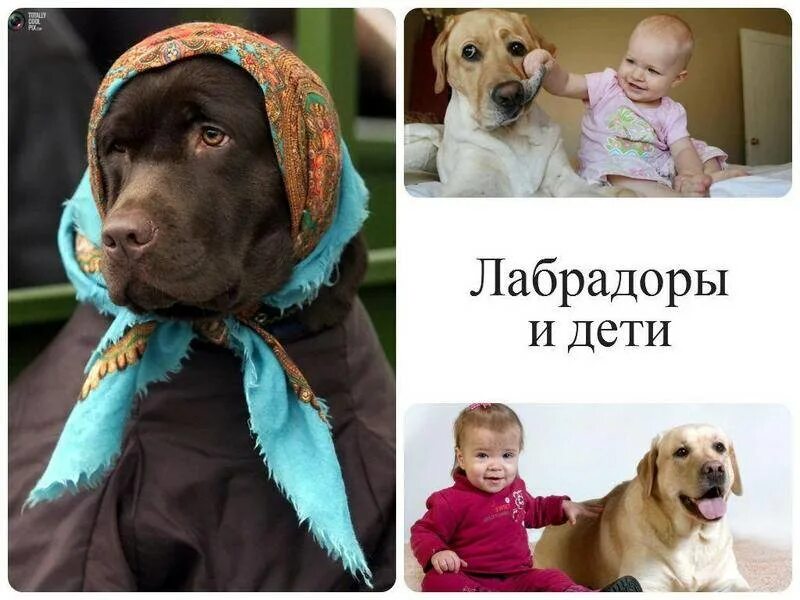 Лабрадор ретривер характер. Голден ретривер параметры. Плюсы и минусы собаки лабрадор. Собака лабрадор ретривер характеристика. Плюсы и минусы собаки лабрадор.