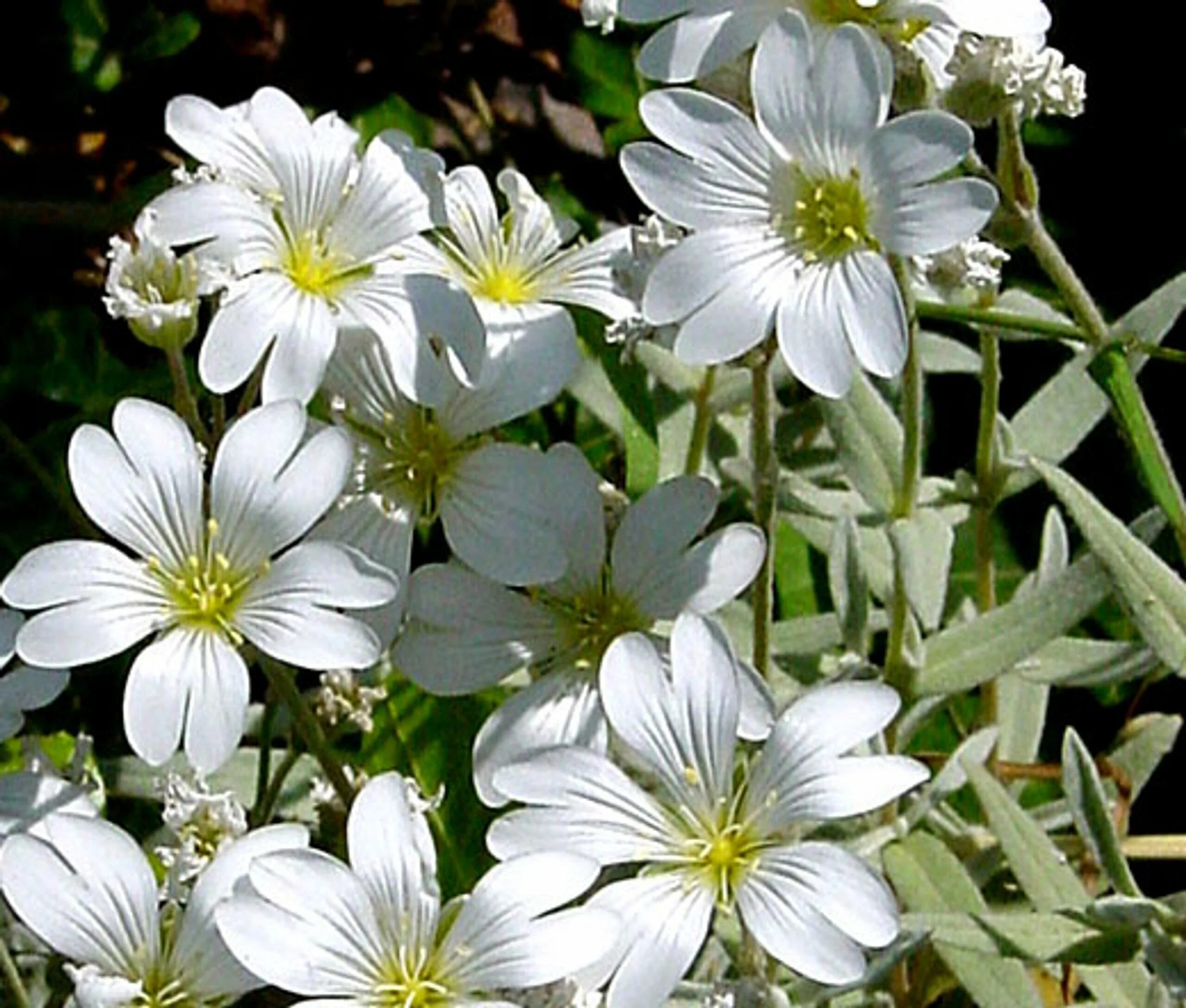 Растение ясколка фото. Ясколка войлочная (Cerastium tomentosum). Ясколка шерстистая. Ясколка войлочная Сноу ин саммер. Ясколка розовая многолетняя.