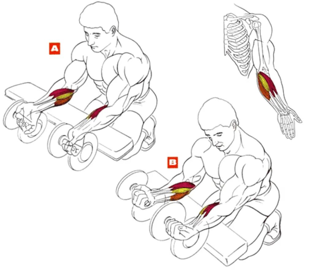 Как накачать предплечья гантелями. Упражнения для накачивания предплечий. Как накачать предплечье гантелей в домашних условиях. Упражнения на предплечья с гантелями. Правильная качка