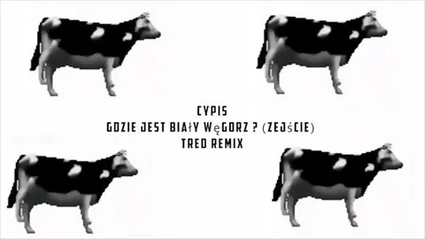 Gdzie jest biały węgorz