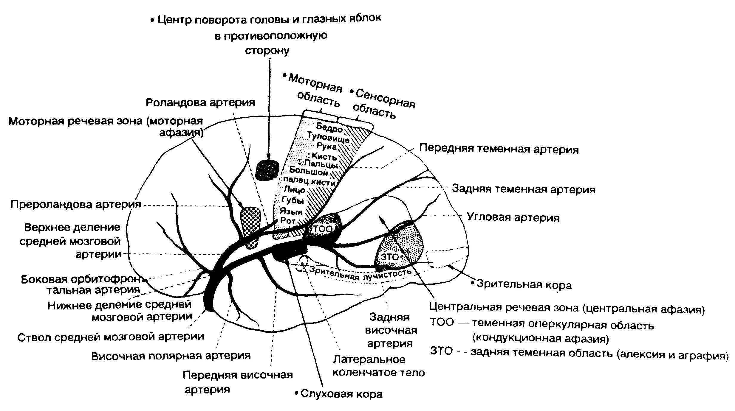 Передняя мозговая артерия сегменты а1. Корковые ветви передней мозговой артерии. сегменты средней мозговой артерии схема. м1 сегмент средней мозговой артерии. корковые ветви средней мозговой артерии схема.