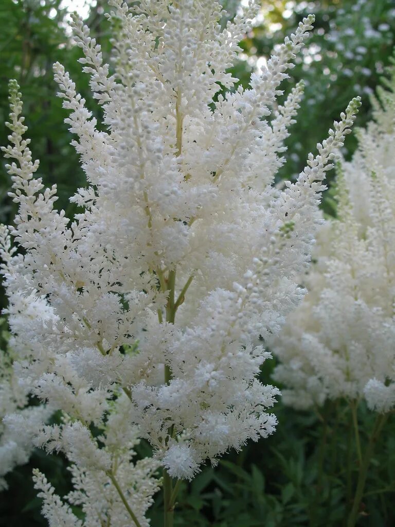 Астильба китайская даймонд энд перлс. Astilbe arendsii weisse gloria. Астильба крим. Астильба арендса диамант. Астильба диамант.