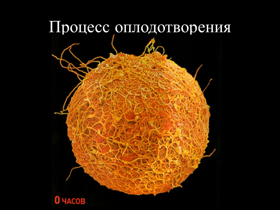 Что входит в яйцеклетку
