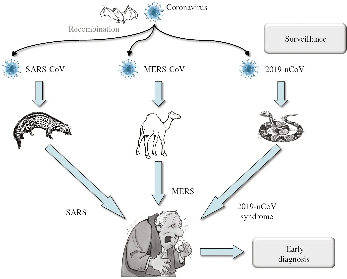 Коронавирус mers-cov. Коронавирус эпидемиология. Mers вирус. SARS эпидемиология. Коронавирус человека sars